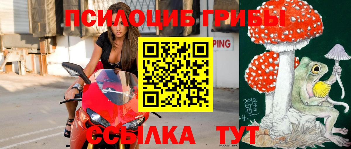 Галлюциногенные грибы Psilocybe Сокол
